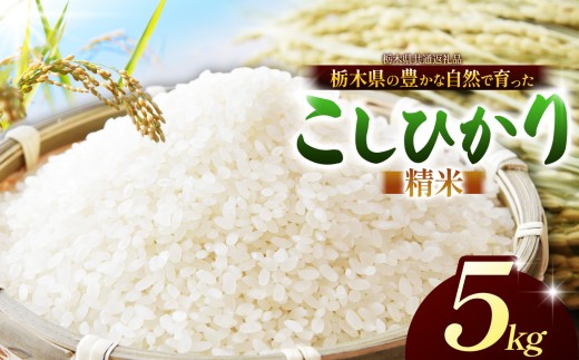 【先行予約】【栃木県共通返礼品】こしひかり（白米）約 5kg ｜コシヒカリ 米 白米 おいしい お米 こめ おこめ 白米 精米 国産 ごはん ご飯 白飯 米 おこめ 白米 精米ゴハン ランキング 人気  ふるさと 納税 栃木県 那珂川町 送料無料