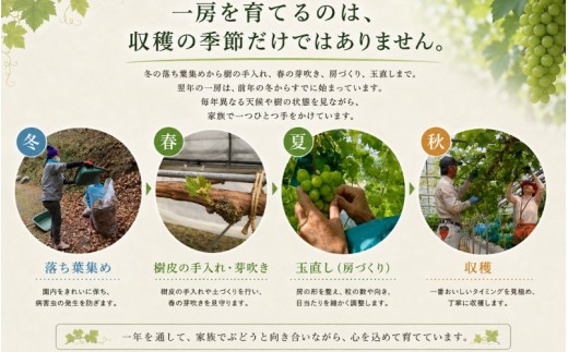 【2026年先行予約】岡山県産ご家庭用ニューピオーネ 2kg ｜ピオーネ 岡山ピオーネ ピオーネ ぴおーね ぶどう 葡萄 ブドウ 果物 フルーツ 種無し 産地直送 農家直送 岡山県 ピオーネ ぶどう 
