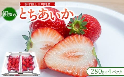 朝摘み『とちあいか』 栃木のイチゴ　大粒　280g以上×4P ｜ いちご イチゴ 苺 栃木県 果物 フルーツ 甘い 酸味 さっぱり 完熟　※離島への配送不可　※2026年1月上旬～4月中旬頃に順次発送予定