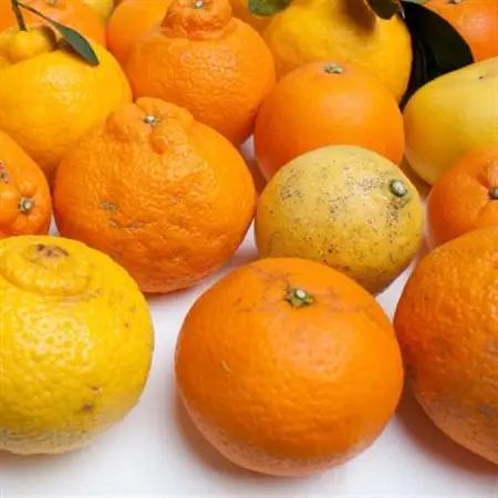 家庭用 柑橘詰合せ5kg+250g(傷み補償分)【訳あり】【有田の春みかん・フルーツ詰め合せ】【配送不可地域：離島・北海道・沖縄県】【1176705】