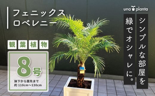 観葉植物 フェニックスロベレニー ロベ 8号（鉢下から葉先まで約H110cm～130cm） / 秦野 神奈川 南国感 インテリア オシャレ 室内 室外 鉢物 親王椰子 常緑低木  美しいフォルム 041-01-1