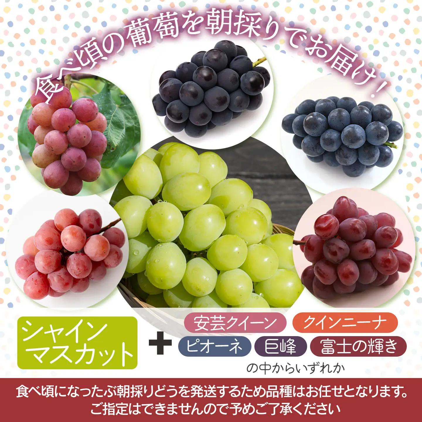【令和8年産先行予約】 ぶどう詰め合わせ（品種おまかせ） 2kg（3～4房）　山形県鶴岡市　鶴岡中央青果　| ぶどう ブドウ 葡萄 果物 くだもの フルーツ 食べ比べ 2キロ 旬 期間限定 2026年