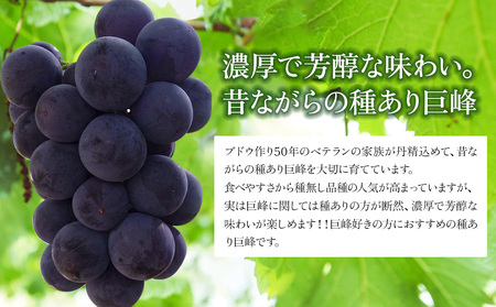 種あり 巨峰 ブドウ (訳あり) 約3kg (約7～12房)  | ぶどう 果物 フルーツ 果実 訳あり 家庭用 産地直送 大分県産 九州産 大分県 中津市