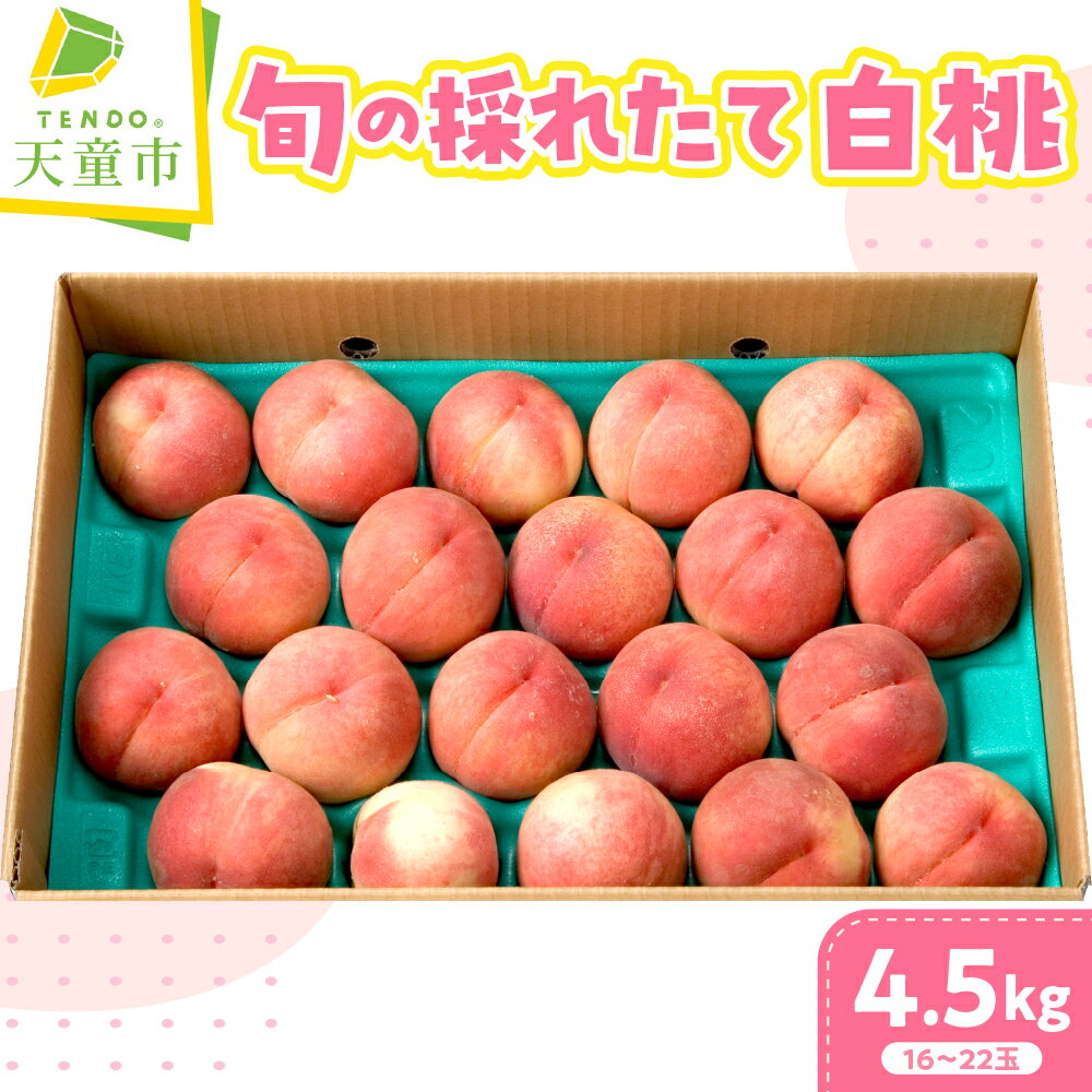 【ふるさと納税】 旬 の 採れたて 桃 4.5kg 令和8年産 先行予約 2026年 もも モモ 果物 くだもの フルーツ 山形 お取り寄せ 産地直送 送料無料【 山形県 天童市 】