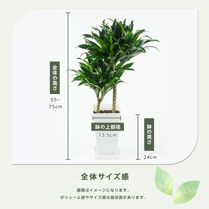 2026年4月上旬～発送【観葉植物】ドラセナ・コンパクタ 55cm～75cm(JAいぶすき/018-2018) 観葉植物 植物 グリーン 鉢 おしゃれ 大型 インテリア 室内 開店祝い 新築祝い 引越