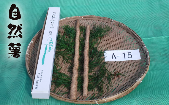 
No.177 自然薯　A-15 ／ じねんじょ 芋 粘り 山口県
