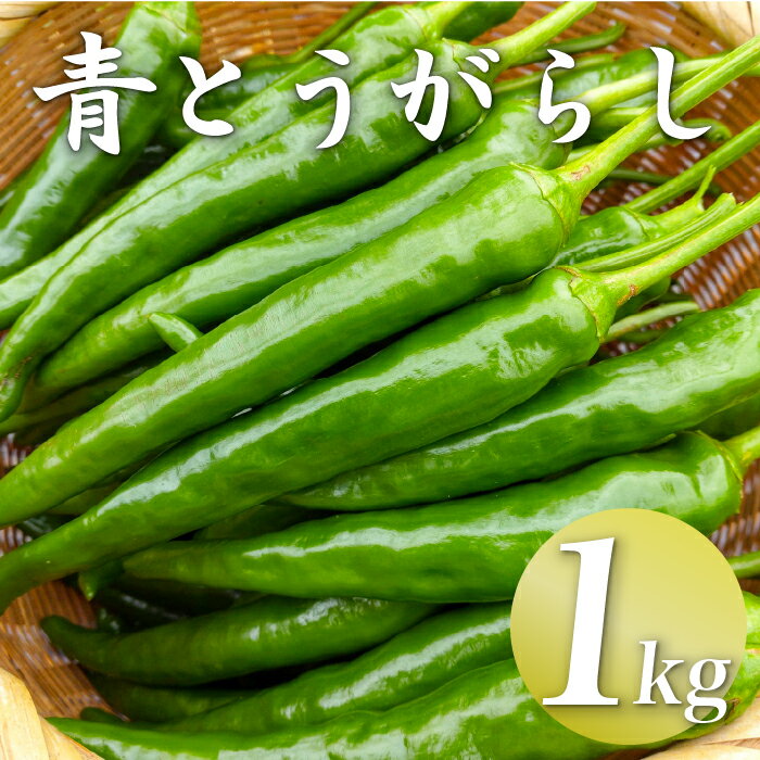 【ふるさと納税】三原村産　大きな青唐辛子”大紅”　1000g　長さ8～15cm！