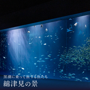 水族館 入館券 入場券 ペア ペアチケット チケット 四国水族館大人ペアチケット_M147-0001