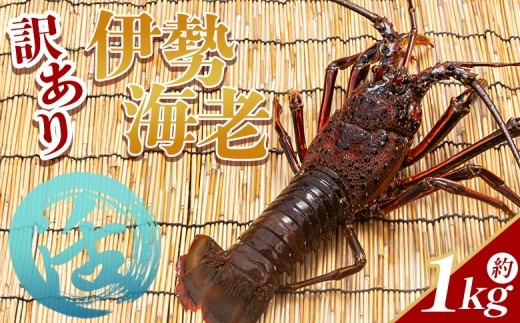 
                  活 伊勢海老 計1kg(1～5匹) 冷蔵 - 活き伊勢海老 訳あり 国産 エビ えび 海鮮 魚介 産地直送 プリプリ 味噌汁 刺身 焼き物 干物 汁物 海老 えび蔵 高知県 香南市 冷蔵 10000円以上 1万円以上 伊勢海老 eb-0056
                