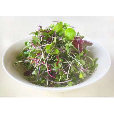 ふるさと納税 日出町 マイクログリーンズ(サラダミックス:6〜8種の野菜200g詰め) |  | 01