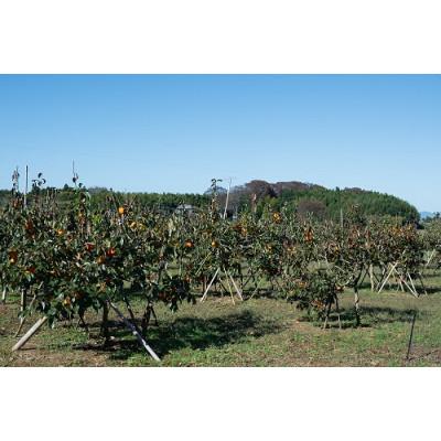 ふるさと納税 かすみがうら市 柿 早生(わせ) 3種セット 9〜12個(約3.5kg) |  | 02