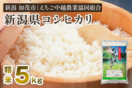 【令和7年産】新潟産コシヒカリ なんかん育ち「こしひかり米」精米5kg 《順次出荷》 白米 特別栽培米 えちご中越農業協同組合