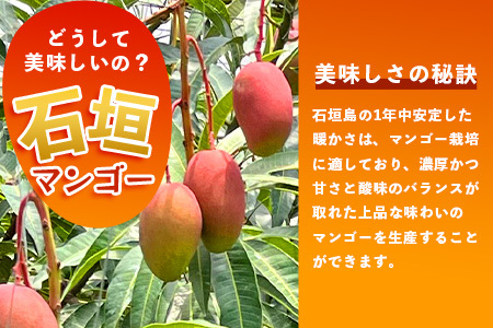 【先行予約】石垣島産 《樹齢30年》マンゴー (アーウィン種) 約2kg(5～6玉) 《6月中旬頃より順次発送》【産地直送 沖縄 石垣 フルーツ マンゴー】TP-2