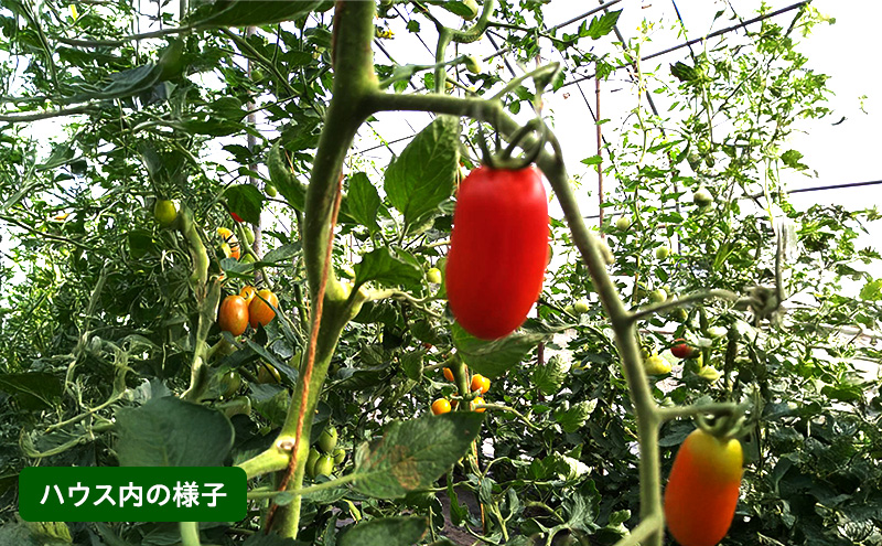 おかの農園 カラフル ミニトマト 1kg セット 詰合せ サイズ混合 複数 品種 新鮮 野菜 産地直送 北海道 富良野 ふらの