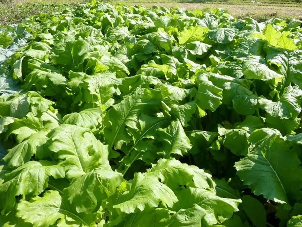 【定期便6回】 岡本商店の野沢菜漬 約300g × 6（冷蔵）｜ 漬物 野沢菜漬け 野沢菜 定期便 長野県 木島平村 信州