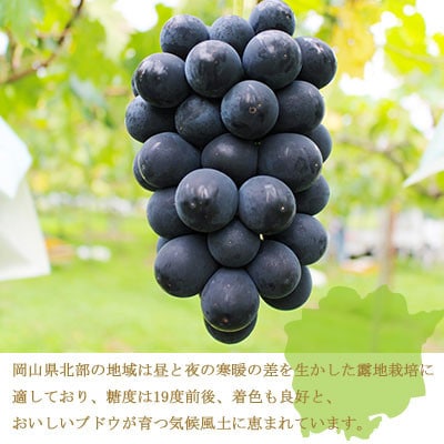岡山県産 ブラックビート 1.5kg(3房～6房)【配送不可地域：離島・北海道・沖縄】【1400338】