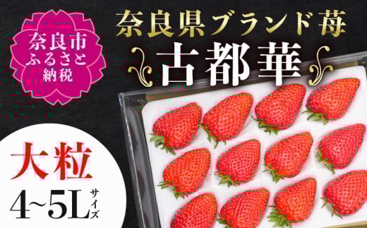 【 数量限定 予約販売 】 ブランド いちご 古都華 1P 宝石のような濃いルビー色 苺 イチゴ 大粒 4L～5L 2026年 1月 以降順次発送 1月 2月 3月 旬 産地 農場 直送 フレッシュ スイーツ スムージー ケーキ フルーツ 果物 国産 ベリー 贈答用 プレゼント 人気 ふるさと納税 ふるさと おすすめ 限定 奈良県 奈良市 なら 古都華カンパニー IK-01