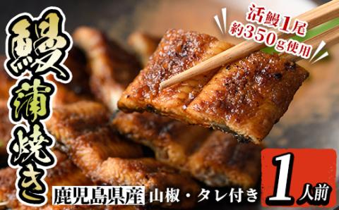 i800 鹿児島県産 うなぎ蒲焼(1尾)【とらふぐ家】