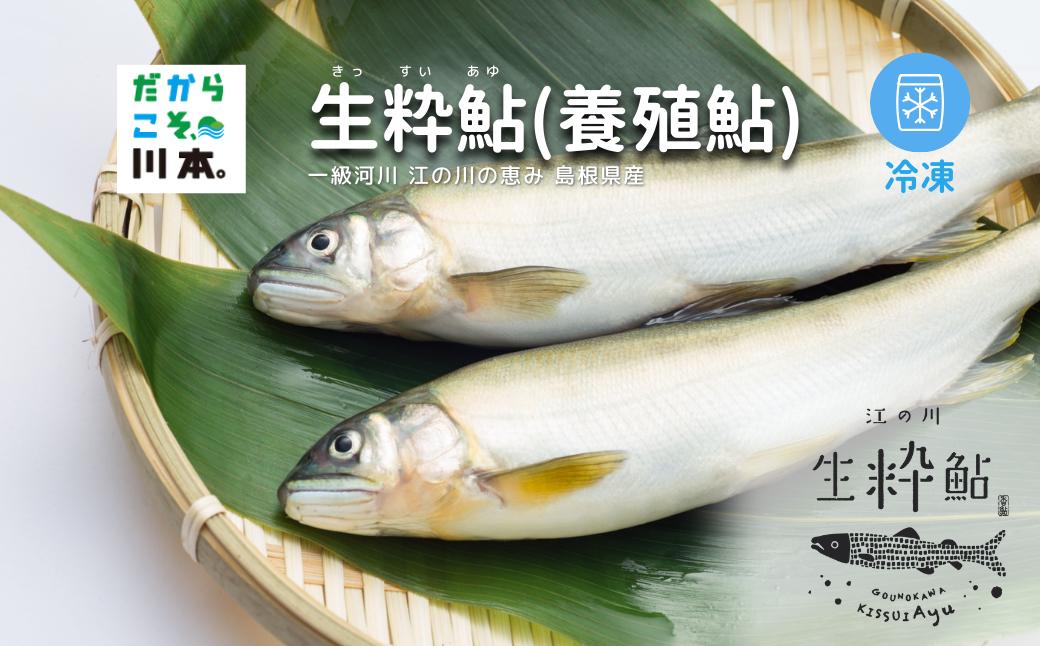 
            080340【一級河川・江の川の恵み・島根県産】生粋鮎（養殖鮎）・冷凍　800ｇ
          
