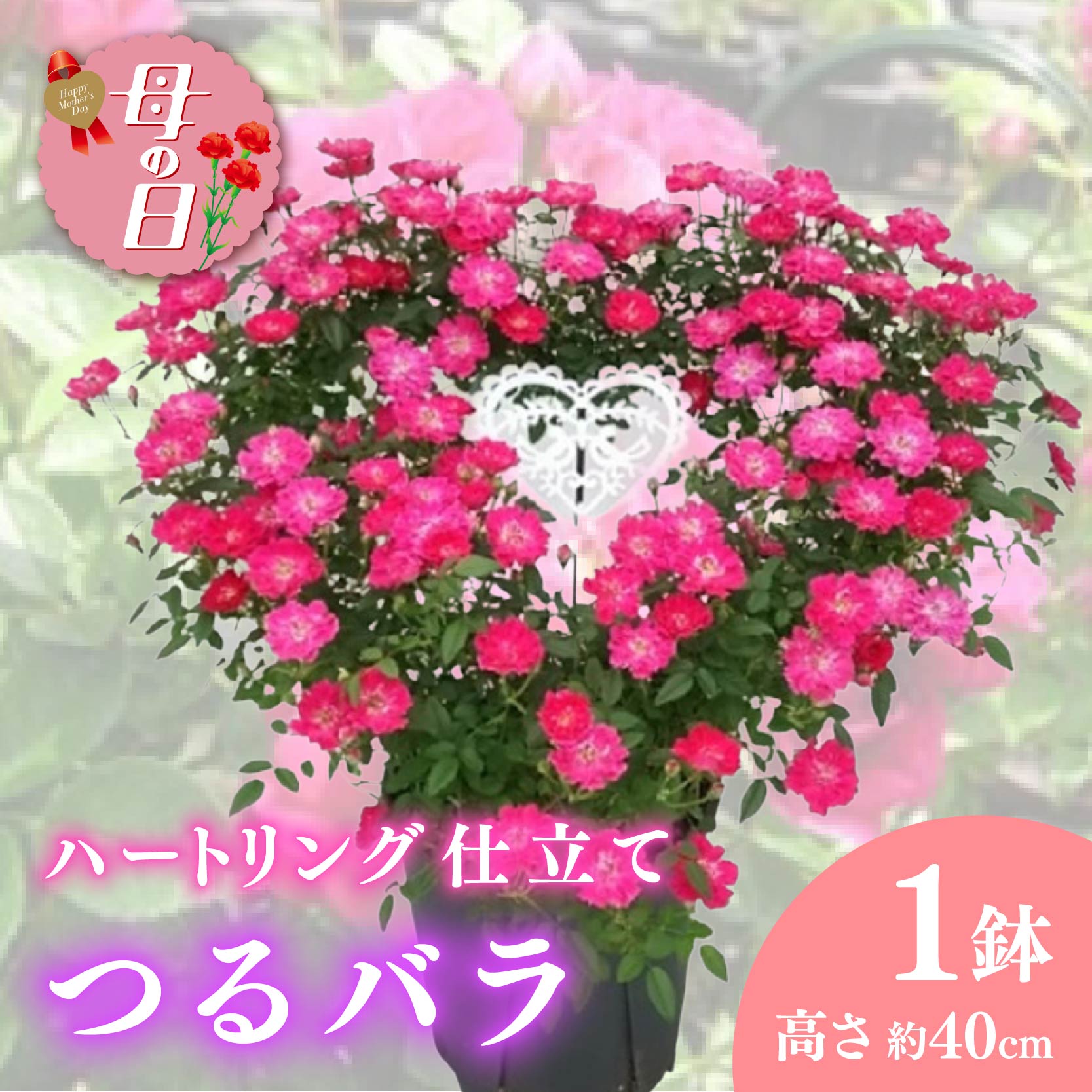 【ふるさと納税】 【先行予約】 母の日に！ つるバラ ハート リング仕立て 5号 花 贈り物 お祝い 植物 季節 生花 フラワー ギフト 母の日 2026年5月から順次発送 オンライン決済限定 静岡県 藤枝市