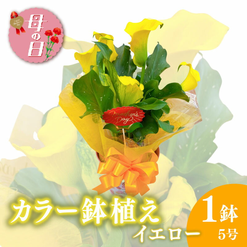 【ふるさと納税】 【先行予約】 母の日に！ カラー 鉢植え イエロー 5号 黄系 花 贈り物 お祝い 植物 季節 生花 フラワー ギフト 母の日 2026年5月から順次発送 オンライン決済限定 静岡県 藤枝市