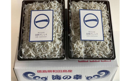 しらす 釜揚げ 500g 5月から12月中旬まで発送