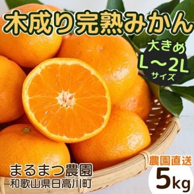 【2026年12月～2027年1月発送】訳あり 大きめサイズ 完熟温州みかん 5kg 和歌山県産【配送不可地域：離島】【1553206】