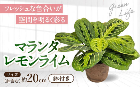 【観葉植物】マランタレモンライム  [ACAL010]観葉植物