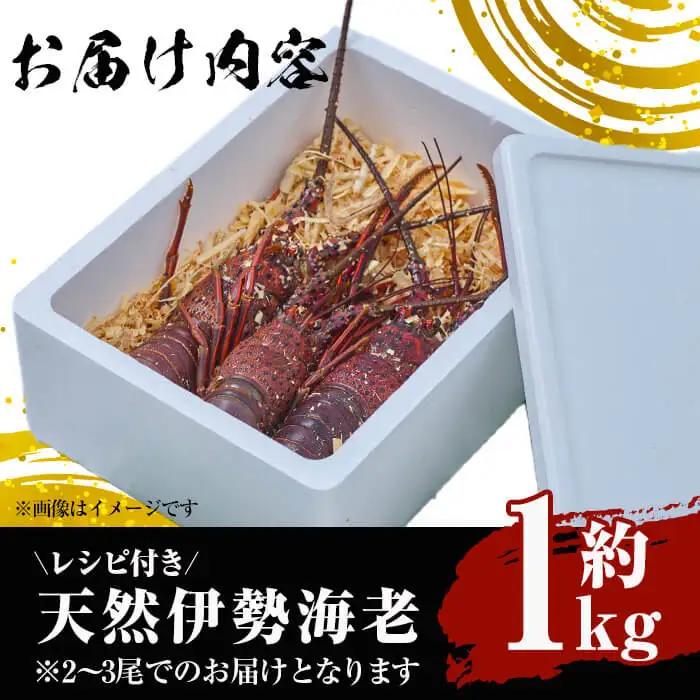 ＜数量限定＞天然！門川町産活き伊勢海老(計1kg・約2～3尾)海鮮 朝獲れ 国産【O-4】【門川漁業協同組合】