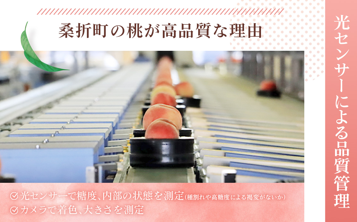 桃づくし定期便【献上桃の郷桑折町産桃3kg×4回】4品種の桃を味わう！