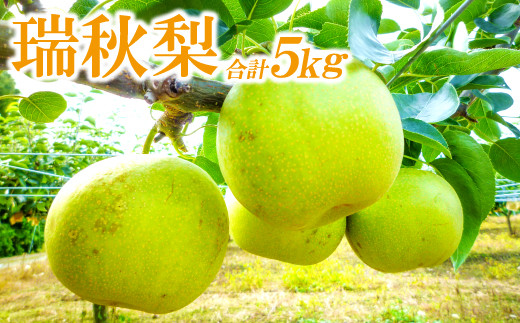 
                  A-936 瑞秋梨　5㎏
                