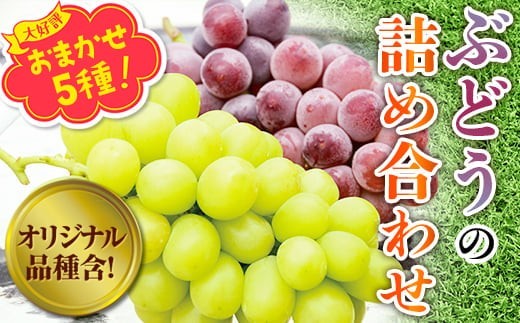 
                  【2026年7月～順次発送】ぶどう5房詰め合わせ(シャインマスカット 大粒ぶどう ここにしかないオリジナル品種) 約2.8kg ※発送前のご連絡についてご注意ください 希少 オリジナル品種 おまかせ シャインマスカット 葡萄 ブドウ グレープ フルーツ 果物 中村オリジナルぶどう園 葡萄 ブドウ シャイン ギフト 希少 河内長野市 贈答
                