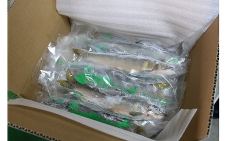 【 四万十川上流 】 天然 鮎 1.2kg 5から 18尾 鮎 あゆ アユ 川魚