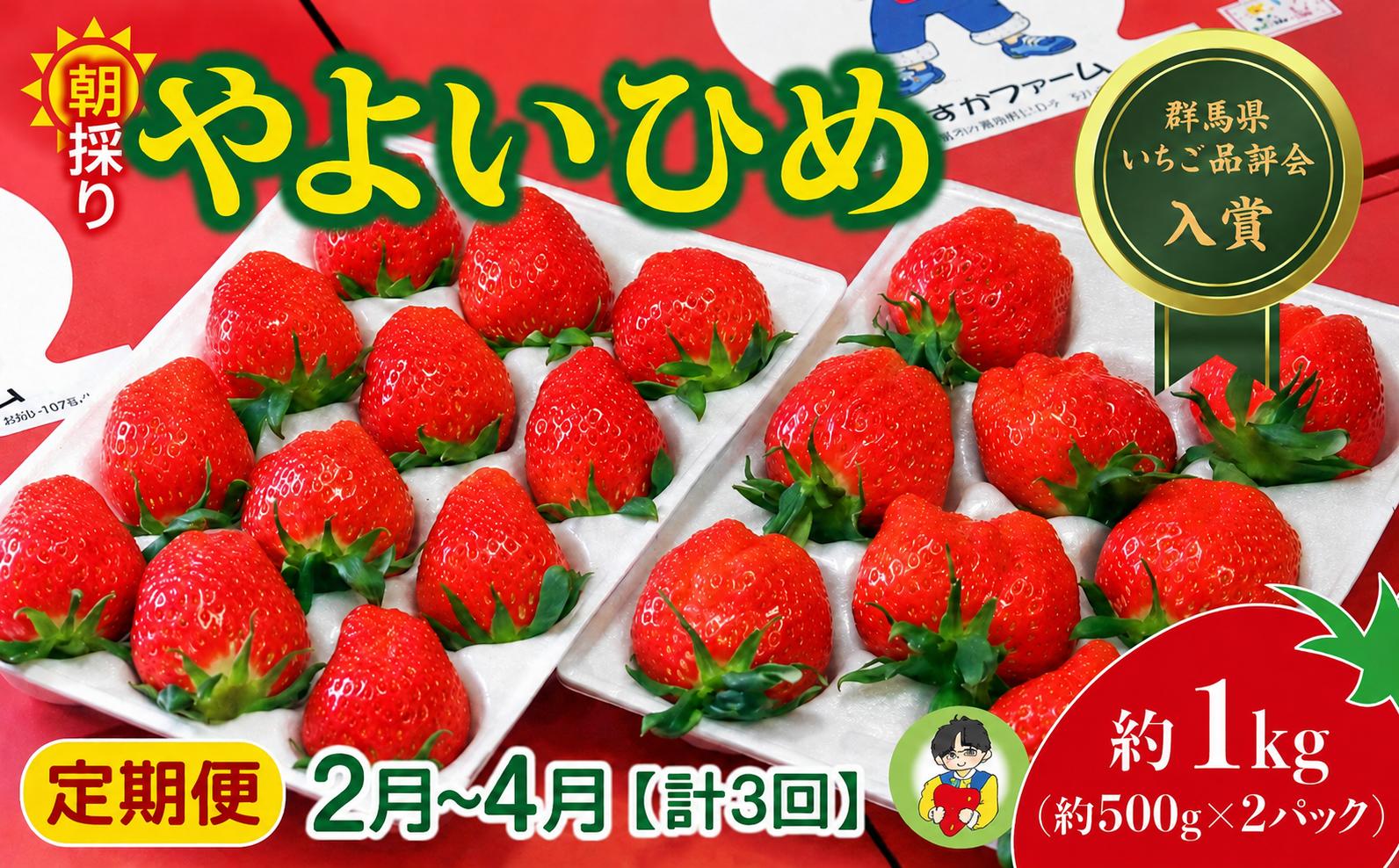 
                  いちご やよいひめ 500g × 2パック 1kg 計3回 定期便2月～4月 2027年 先行予約 | コク 甘み 朝採れ やよいひめ 贈答用 新鮮 完熟 いちご 旬 苺 ストロベリー 産地直送 果汁 あまい 人気 高評価 旨味 高糖度 ごほうび 定期便 あすかファーム 群馬県 前橋市
                