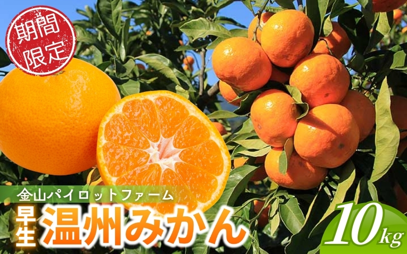 <テレビで紹介されました> みかん 金山パイロットファーム 温州みかん 10㎏ (早生) みかん ミカン 温州みかん 早生みかん 早生温州 フルーツ 果物 くだもの 柑橘 産地直送 数量限定 人気 国産 三重県 熊野市【knpr0015】