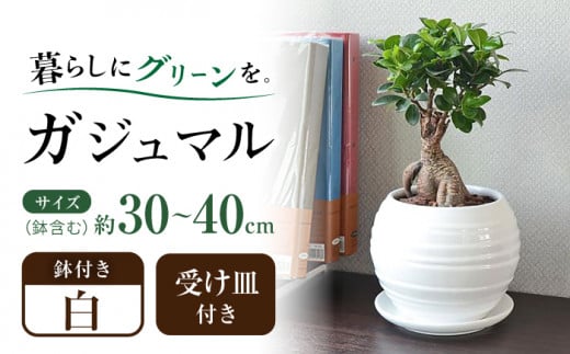 観葉植物 ガジュマル 多幸の木 ボール形 陶器 鉢 （白） / 観葉 植物 インテリア おしゃれ プレゼント / 大村市 /琴花園[ACYK008]