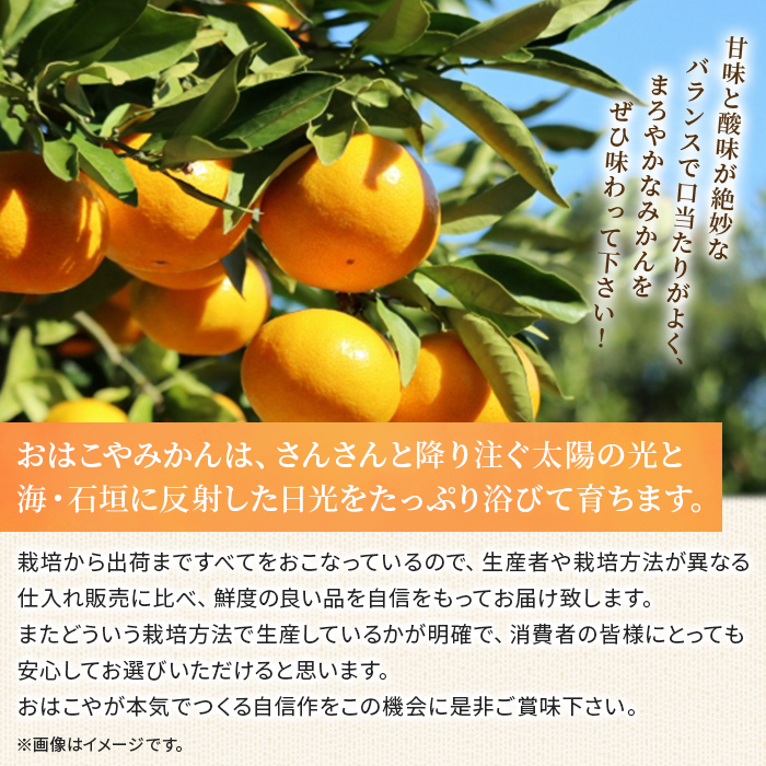 ＜おはこやがつくる 高品質みかん 約5kg（S～Lサイズ）＞ 果物 くだもの フルーツ 柑橘 みかん ミカン 蜜柑 まろやか 絶妙 特産品 西宇和 愛媛県 西予市 約５kg（寄付額12,000円）