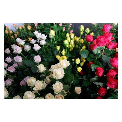 【バラ専門生産者直送】バラの花束(色とりどり18〜20本)【クール便】【配送不可地域：離島・沖縄県】【1607457】