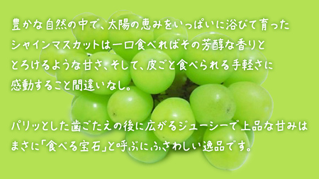 シャインマスカット １房【2025年7月上旬発送開始】(茨城県共通返礼品：大子町) ぶどう 葡萄 ブドウ マスカット フルーツ 果物 スイーツ