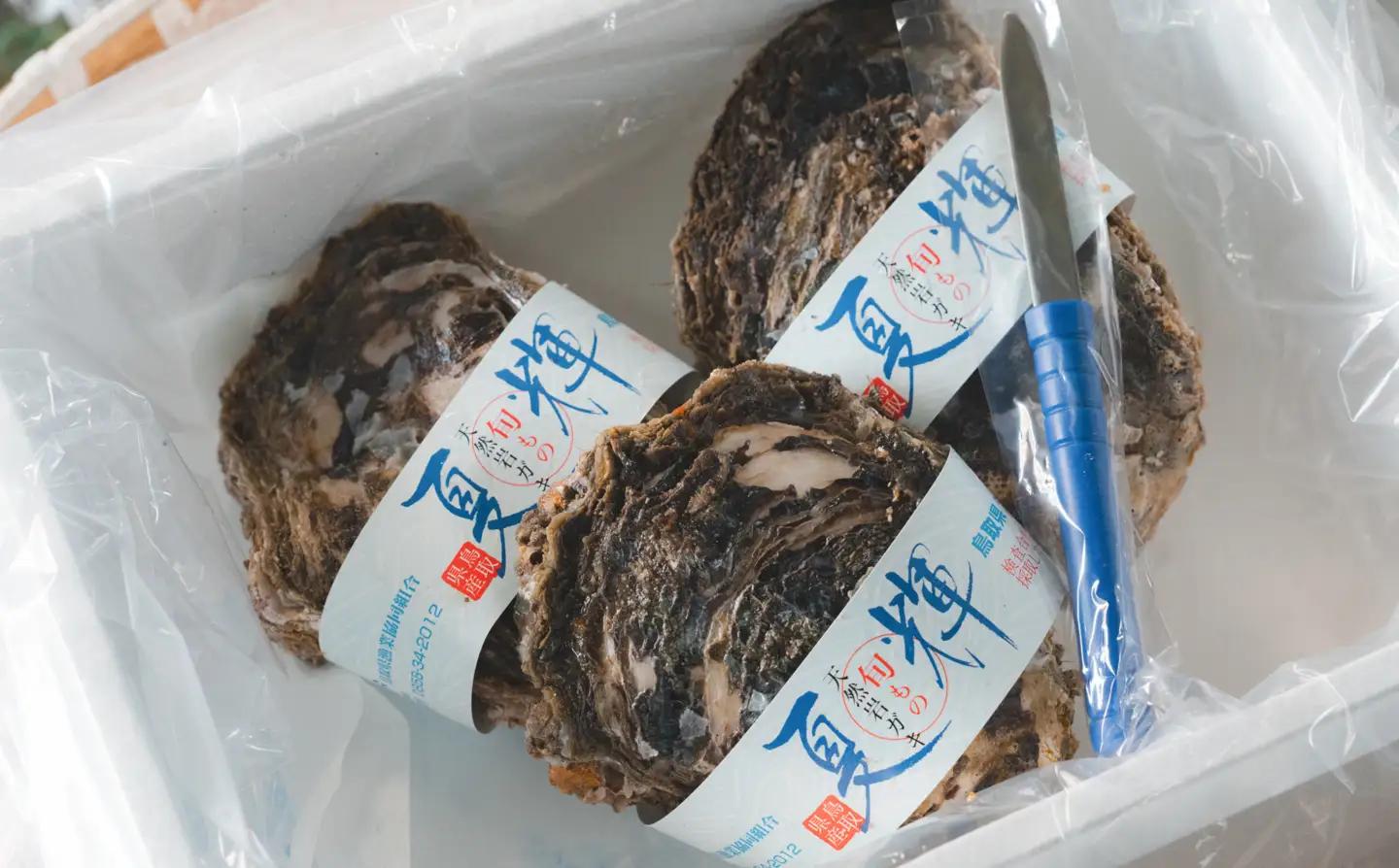 牡蠣 鳥取県産 天然岩ガキ 夏輝 特大サイズ 3個（500g以上×3個) ※着日指定不可※2026年6月上旬～8月下旬頃に順次発送予定 | 牡蠣