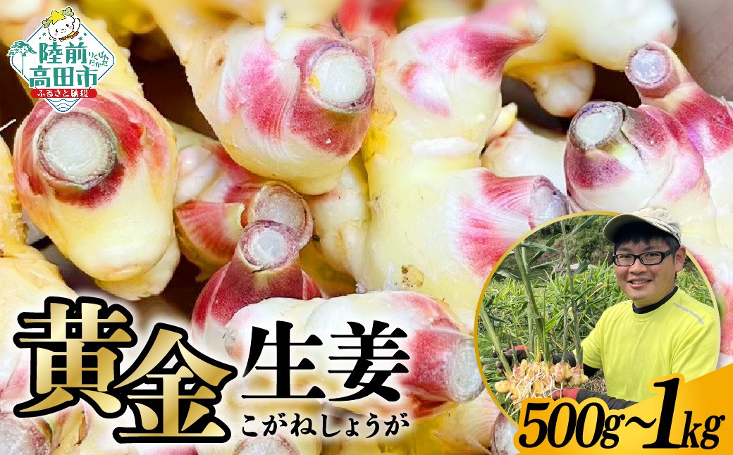 
            【先行予約】 黄金生姜 内容量が選べる 約500g～1kg 【 ショウガ 産地直送 新鮮 料理 野菜 薬味 岩手県 陸前高田市 】2025年10月から発送予定
          