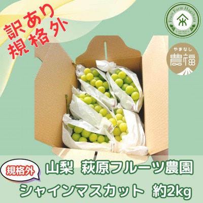 【2026年発送】山梨・萩原フルーツ農園の訳ありシャインマスカット(規格外 約2kg)【配送不可地域：離島】