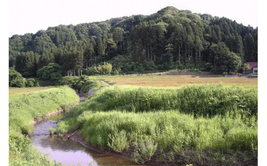 定期便 6ヶ月 新潟県認証減農薬米 特別栽培米 コシヒカリ 玄米 10kg (5kg×2袋) 米 お米 こめ こしひかり