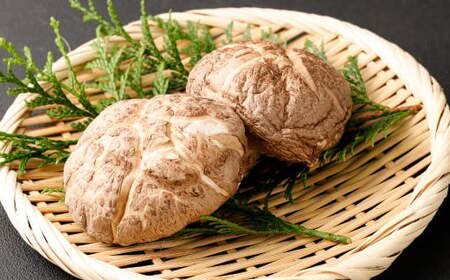 015-599x1 椎茸ステーキ用 乾燥椎茸10～15袋 （合計約150g） しいたけ きのこ 肉厚 ベジタリアンにもおすすめ 菜食 ビーガン