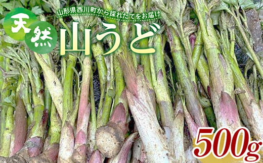 
FYN9-151 《先行予約》『山菜ときのこの里西川町』 山里の春の香り 天然ウド 500g うど
