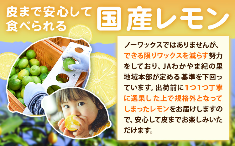 f生産者応援企画!訳あり 国産レモン 約4kg 《10月上旬-1月下旬頃出荷》産地直送 レモン 檸檬 グリーンレモン イエローレモン 防腐剤不使用 果物 フルーツ(f-1)