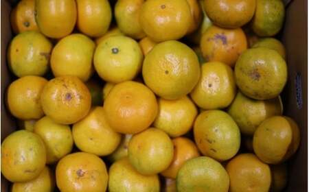 極早生みかん 約4.5kg みかん 産直 サイズ混合 みかん 早生みかん 果物 くだもの フルーツ 温州みかん 和歌山 柑橘 オレンジ【2025年10月上旬～下旬頃に順次発送】【mrmt002】