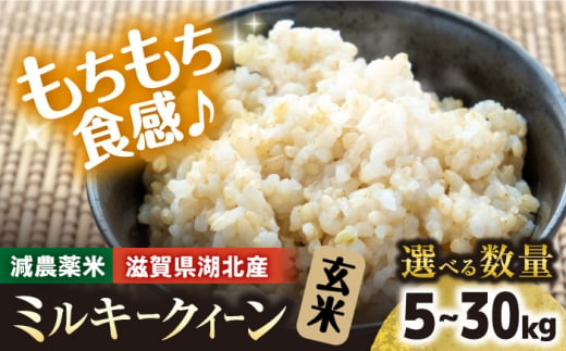 令和6年産【新米】 滋賀県湖北産 湖北のミルキークイーン 5kg (玄米)　滋賀県長浜市/株式会社エース物産[AQAK009] 米 お米 ご飯 ごはん ゴハン