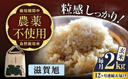 先行予約 新米 12回定期便 滋賀旭 2kg 玄米 新米 [AQCP047] 定期便