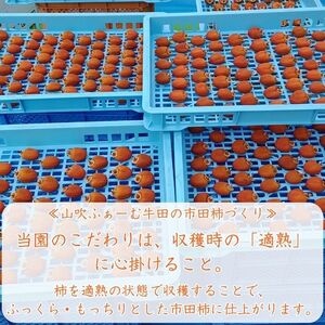 【数量限定】市田柿 2Lサイズ 500g×2袋 ＜2026年1月発送開始＞